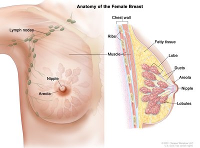 Navigating Care Through Every Phase of Metastatic Breast Cancer