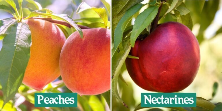 Nectarine vs Peach_ What Are the Differences_