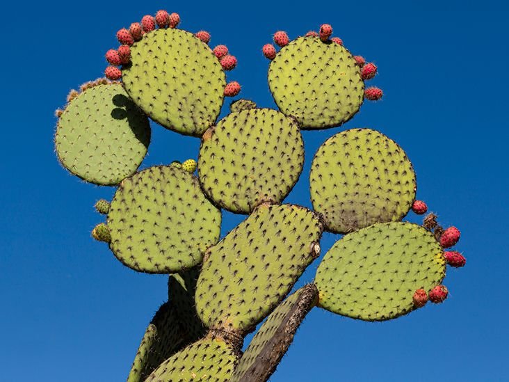 Nopal_ Benefits of Cooking or Supplementing With Cactus